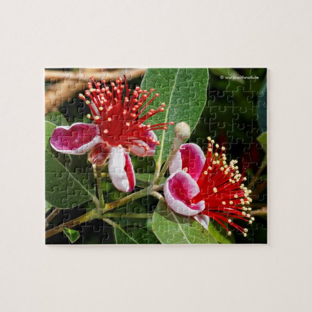 Flowering Pineapple Guava / Guavasteen Jigsaw Puzzle (Horizontal)