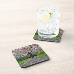 Flowering Pink Cherry Blossom Tree with Woods Beverage Coaster