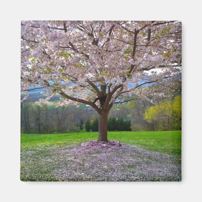Flowering Pink Cherry Blossom Tree with Woods Magnet (Front)