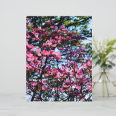 Flowering pink Dogwood tree (Standing Front)