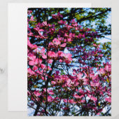 Flowering pink Dogwood tree (Front/Back)