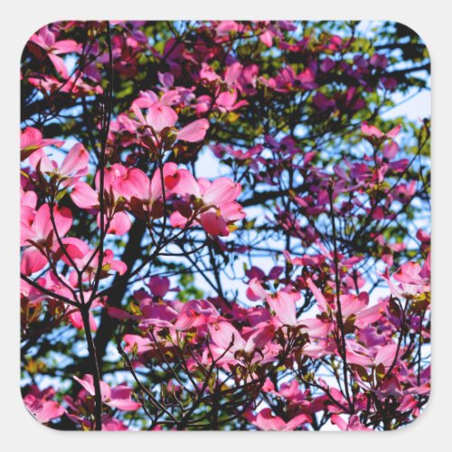 Flowering pink Dogwood tree Square Sticker