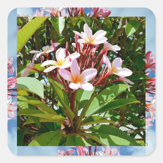 Flowering Pink Frangipani Tree,  Square Sticker (Front)