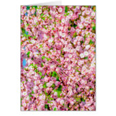 Flowering Plum (Front)