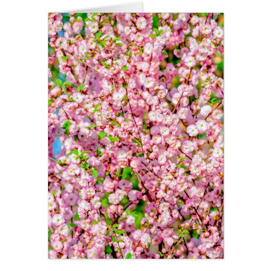 Flowering Plum Cards (Front)