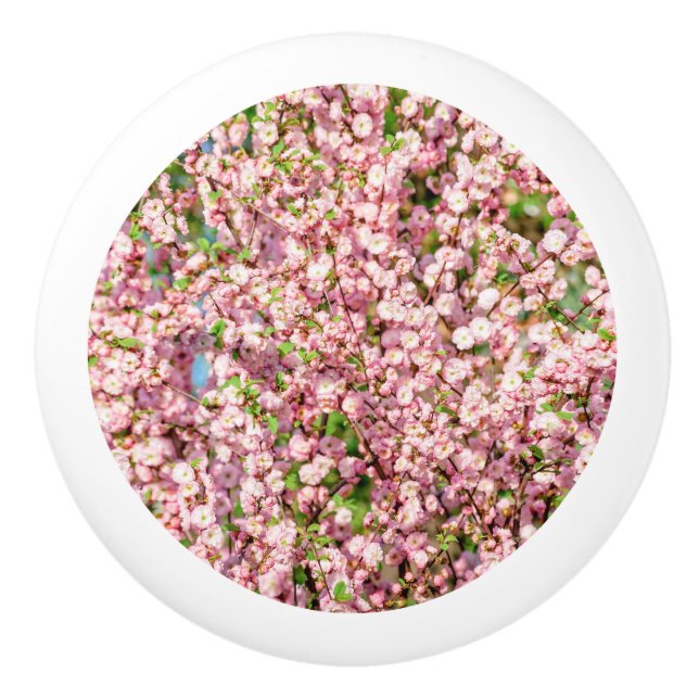 Flowering Plum Ceramic Knob (Front)