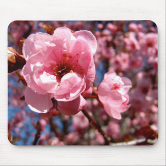 Flowering Plum Mouse Pad