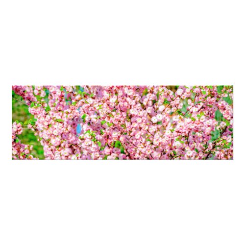 Flowering Plum Photo Print