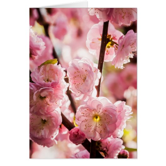 Flowering Plum - Pink Paradize Cards (Front)