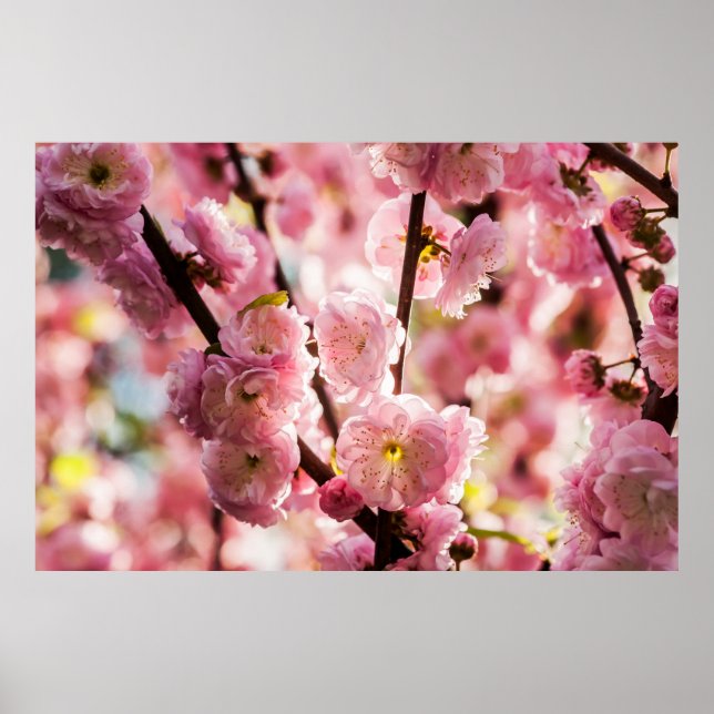 Flowering Plum - Pink Paradize Poster (Front)