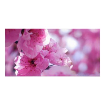 Flowering Plum Tree Blossom Card by TerryBainPhoto at Zazzle