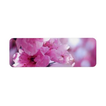 Flowering Plum Tree Blossom Label by TerryBainPhoto at Zazzle