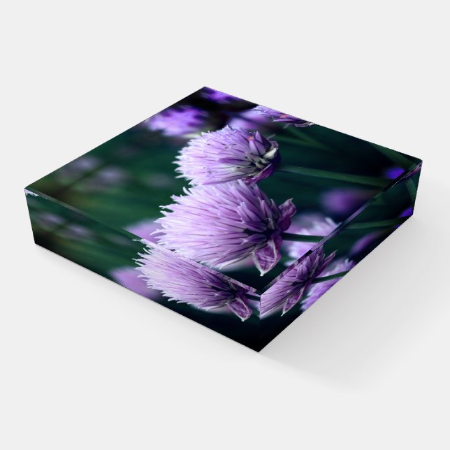 Flowering Purple Scallion Onion Close Up Paperweight (Angled)