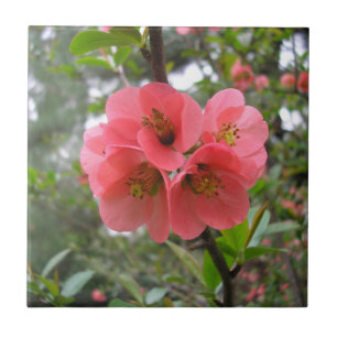 Flowering Quince Ceramic Tile