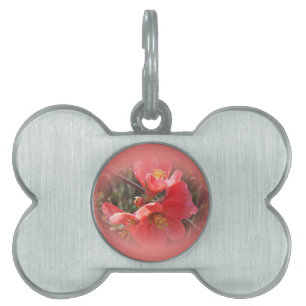 Flowering Quince - Chaenomeles speciosa Pet Tag