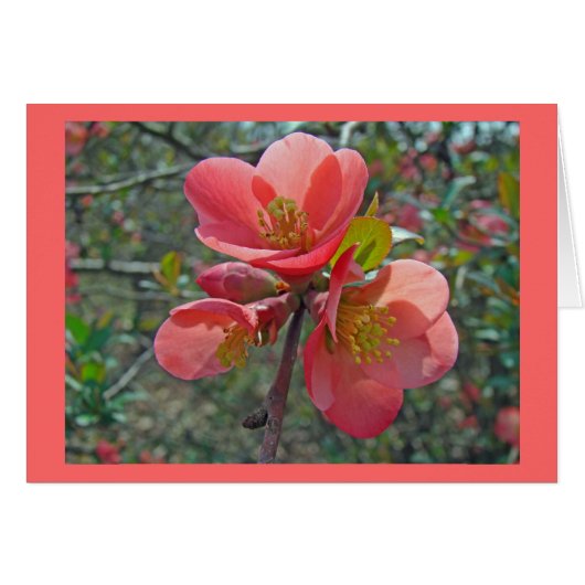Flowering Quince Tree Cards (Front Horizontal)