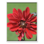 Flowering Red Dahlia Temporary Tattoos