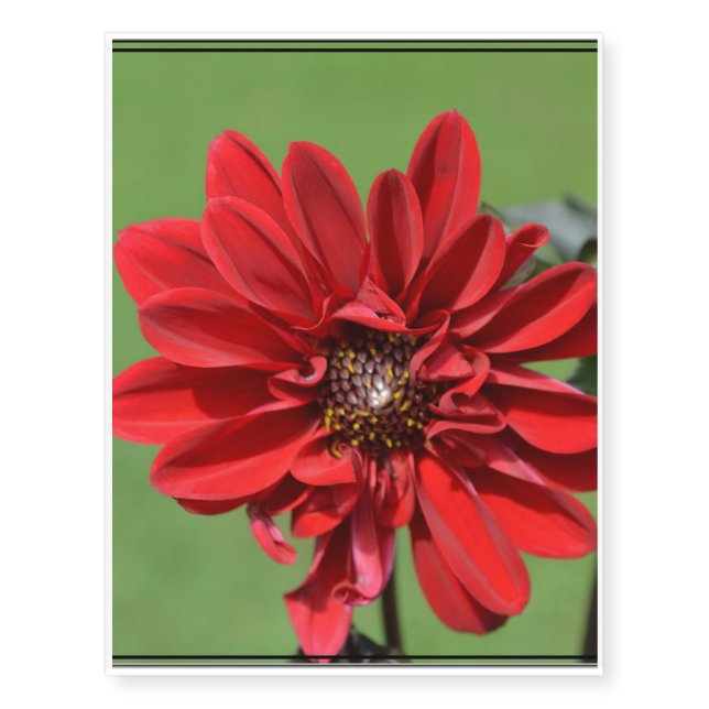 Flowering Red Dahlia Temporary Tattoos (Front)
