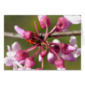 Flowering Redbud with Ladybug (Front Horizontal)