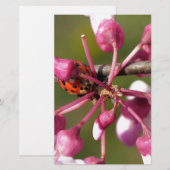 Flowering Redbud with Ladybug (Front/Back)