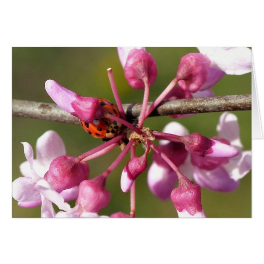 Flowering Redbud with Ladybug Cards (Front Horizontal)