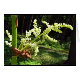 Flowering Rhubarb Stalks Blank Card