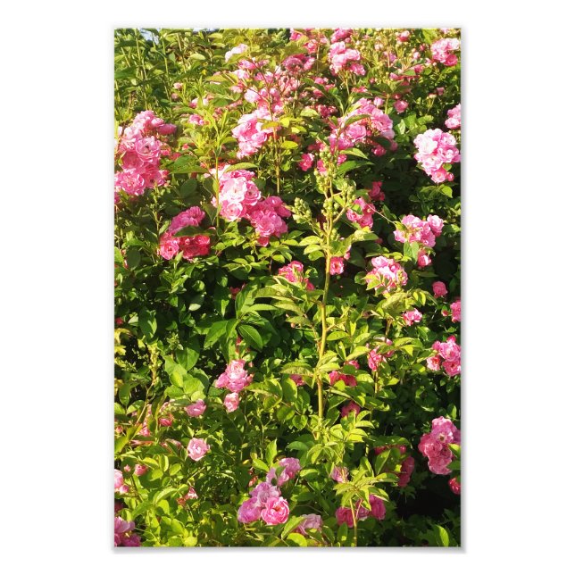 Flowering Rosarium  Photo Print (Front)