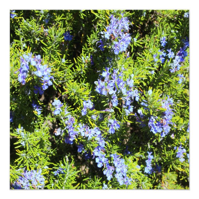 flowering rosemary bush photo print (Front)