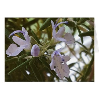 Flowering Rosemary Herb Photograph Cards