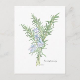 Flowering Rosemary Postcard