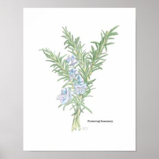 Flowering Rosemary Poster
