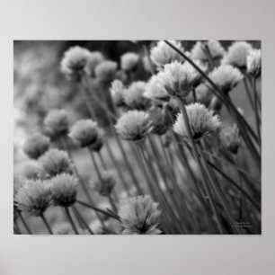 Flowering Scallion Allium Black And White Poster