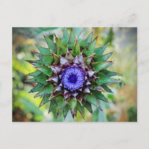 Flowering Scottish Thistle Postcard