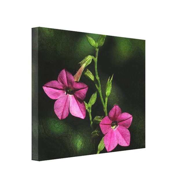 Flowering Tobacco Floral Stretched Canvas Print