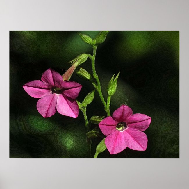 Flowering Tobacco Flowers Floral Poster