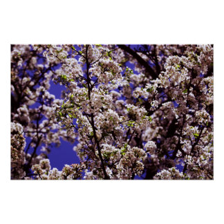 Flowering Tree Poster