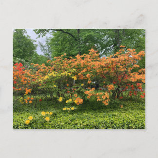 Flowering Trees of Halifax Nova Scotia Postcard