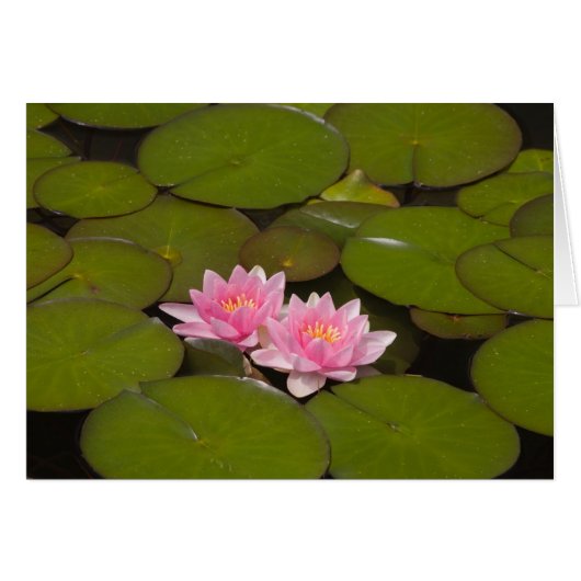 Flowering water lilies (Front Horizontal)