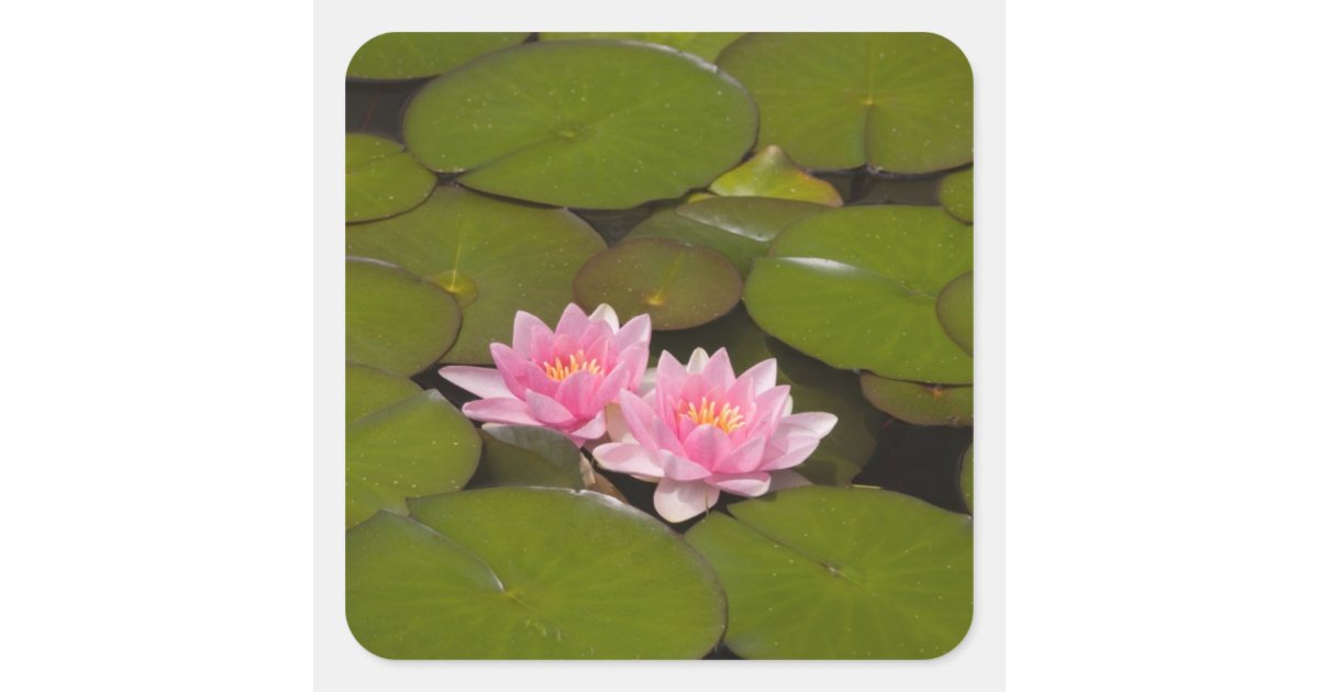Flowering water lilies square sticker | Zazzle