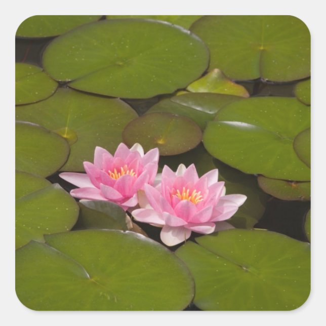 Flowering water lilies square sticker (Front)