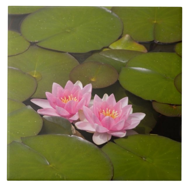 Flowering water lilies tile (Front)