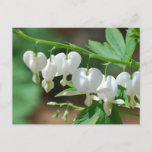 Flowering White Bleeding Heart Postcard