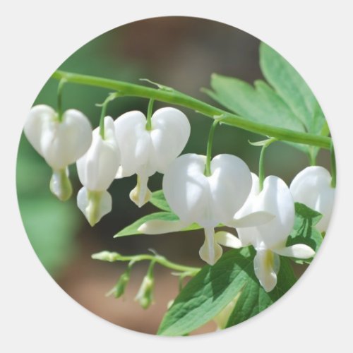 Flowering White Bleeding Heart Stickers