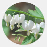 Flowering White Bleeding Heart Stickers