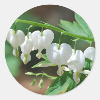 Flowering White Bleeding Heart Stickers
