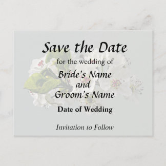 Flowering White Pear Blossoms Announcement Postcard