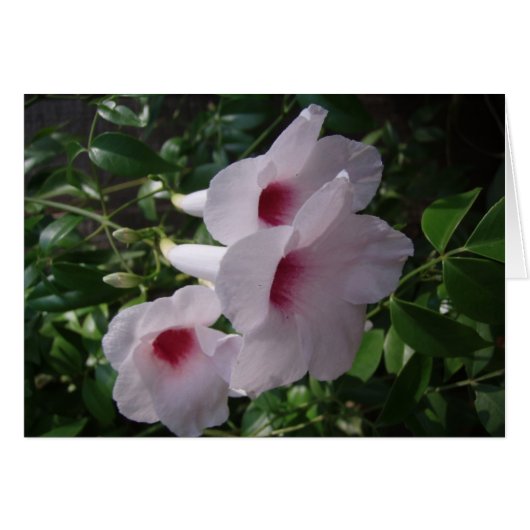 Flowers (Front Horizontal)