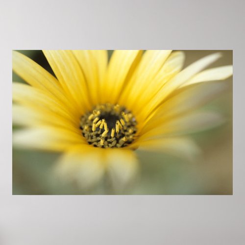 Flowers 1 yellow daisy poster