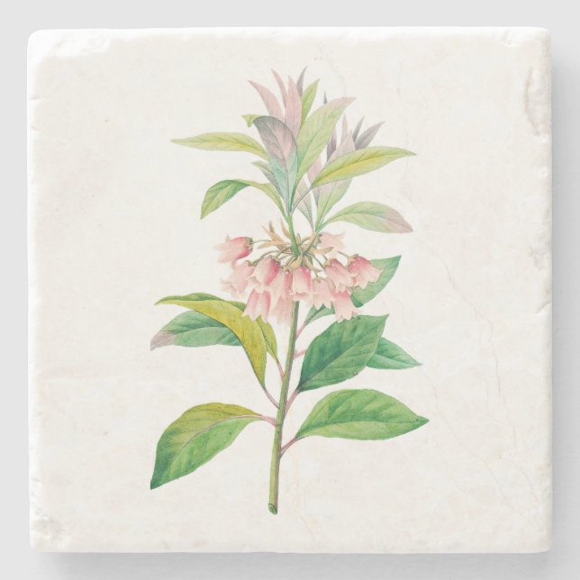 Flowers: A013 Redvein Enkianthus - Stone Coaster (Front)