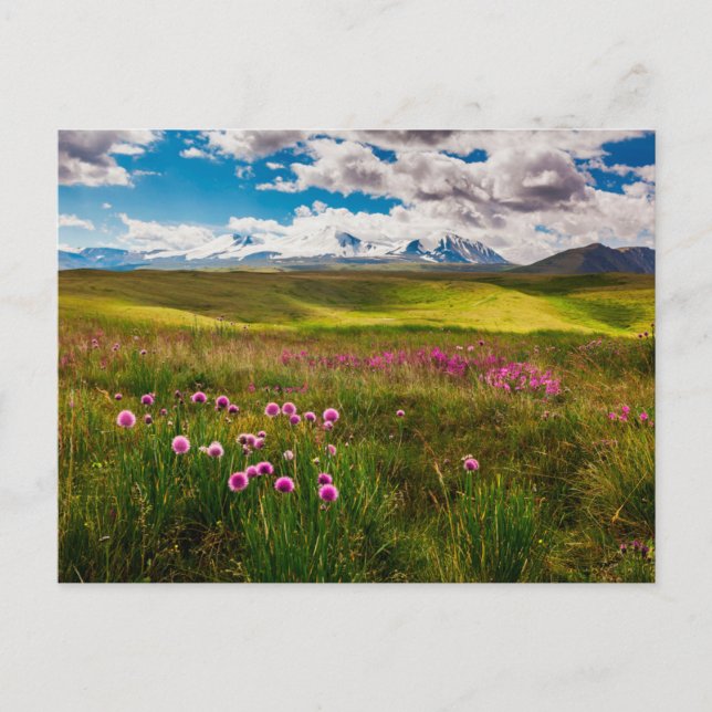 Flowers | Altai Mountains, Siberia, Russia Postcard (Front)
